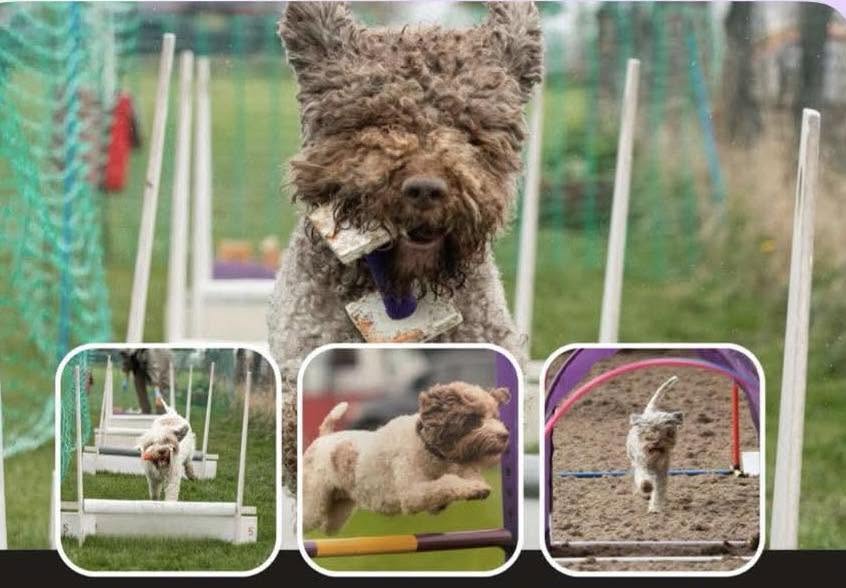 A Lagotto Romagnolo competing in scent hurdle and agility