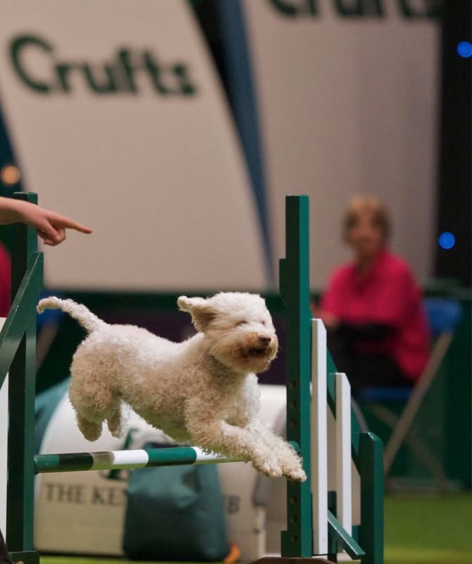 A Lagotto Romagnolo clearing a jump at Crufts
