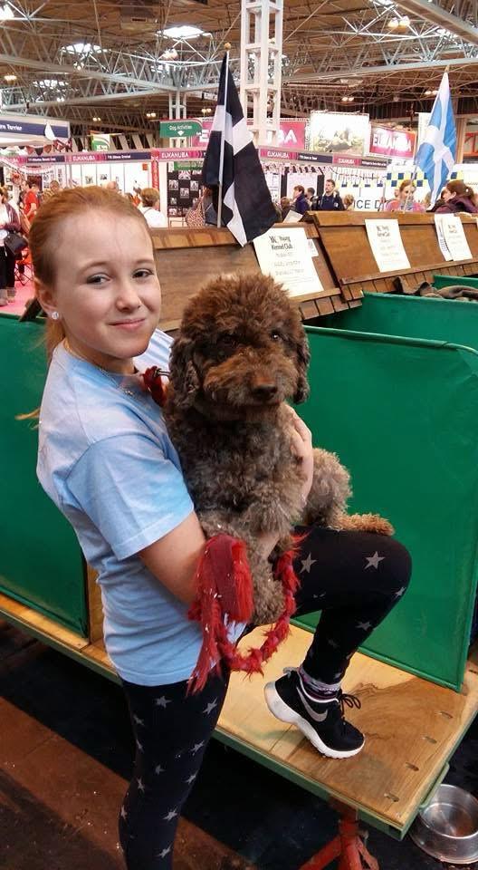 A junior handler with a Lagotto Romagnolo at a Young Kennel Club event