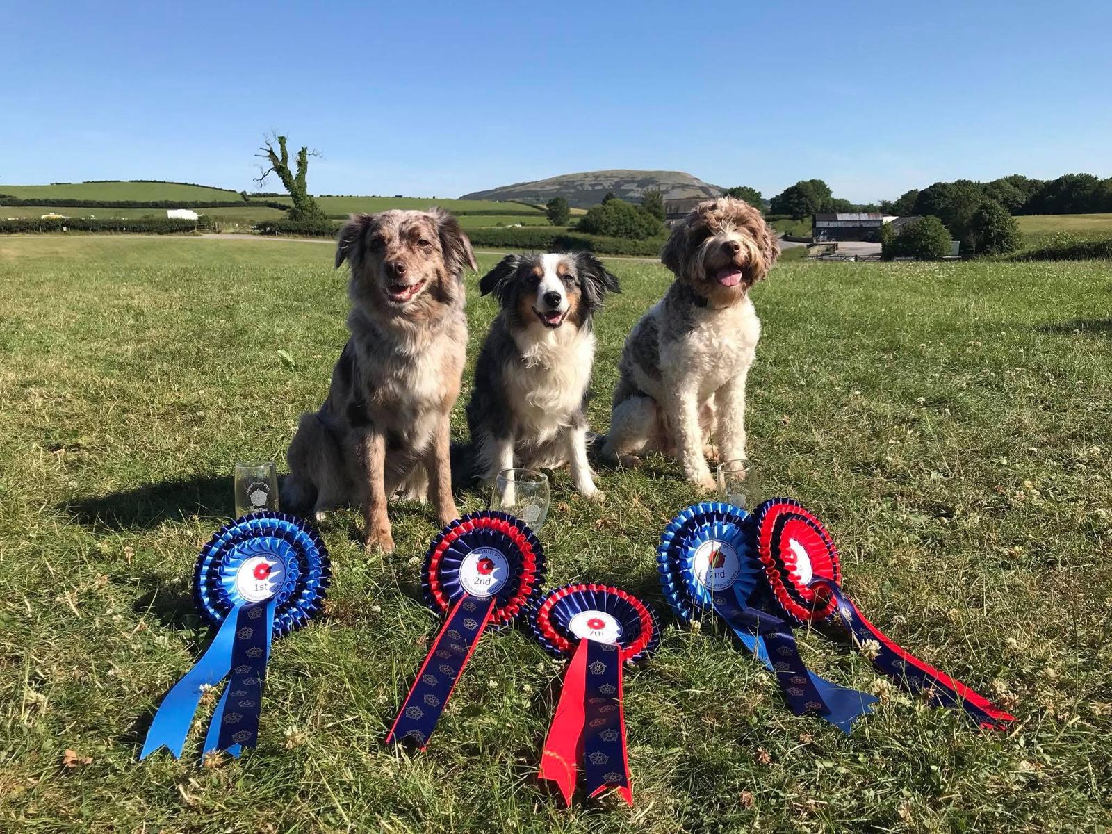 Three dogs with competition rosettes