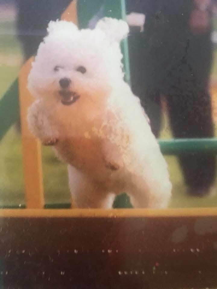 An early agility competition photo