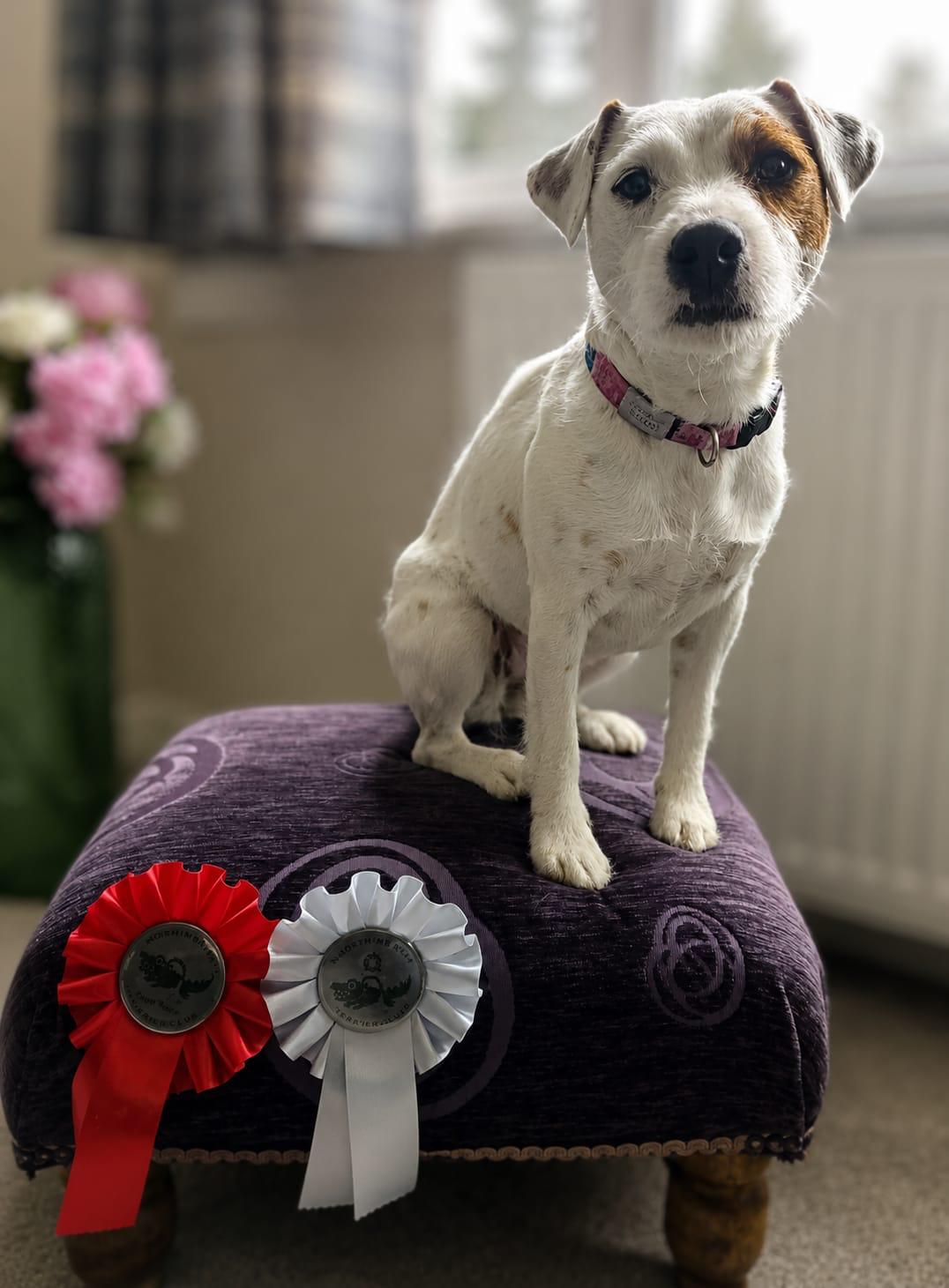 A dog with competition rosettes