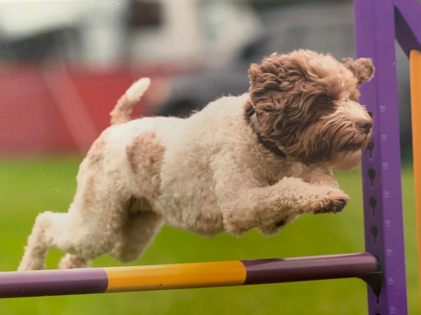 A Lagotto Romagnolo clearing an agility jump